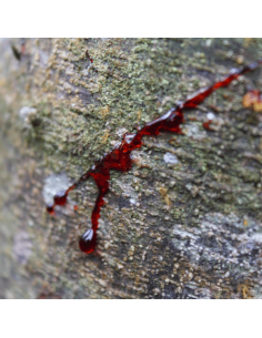 Dračí krev 55 ml 2